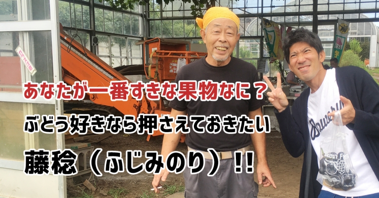 藤沢でぶどう狩りを楽しむなら絶対オススメ「弁慶果樹園」。品種の藤稔（ふじみのり）がめちゃめちゃおいしかったよ！馬もいるよ。